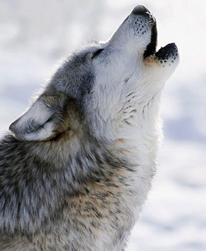 Lobo Wolf