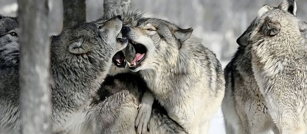 Lobo Wolf 3